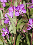 Fireweed 6643